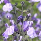 Salvia 'Blue Merced'