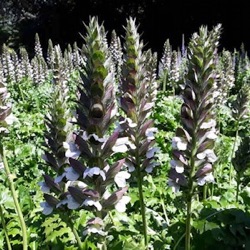 Acanthus mollis Latifolius Group