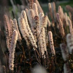 Actaea simplex 'Carbonella' (Cimicifuga)