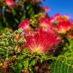 Albizia julibrissin 'Rouge de Tuilière'