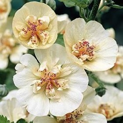 Alcalthaea x suffrutescens 'Parkallee'