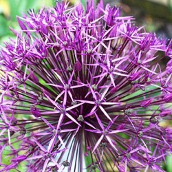Allium 'Purple Rain'