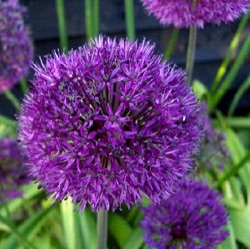 Allium 'Purple Sensation'