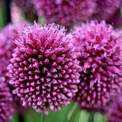 Allium sphaerocephalon
