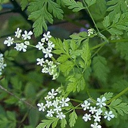 Anthriscus cerefolium