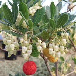 Arbutus unedo 'Atlantic'