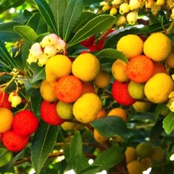 Arbutus unedo 'Hannie'