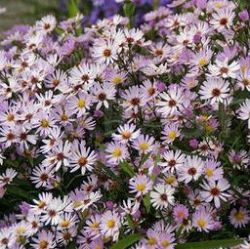 Aster 'Pink Buttons'