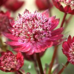 Astrantia major 'Ruby Wedding'