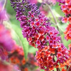 Buddleja 'Bicolor' ('Flower Power') XL