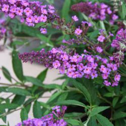 Buddleja 'Podaras 10' free petite dark pink