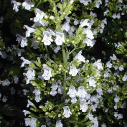 Calamintha nepeta 'White Cloud'