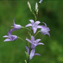 Campanula rapunculus (wild)