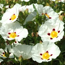 Cistus x dansereaui 'Decumbens'