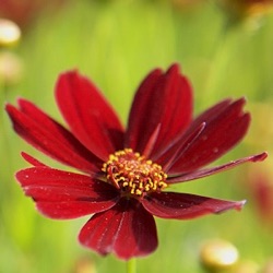 Coreopsis 'Red Satin' ®