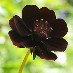 Cosmos atrosanguineus 'Black Magic'