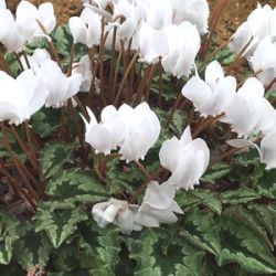 Cyclamen hederifolium 'Amaze Me'