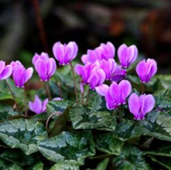 Cyclamen hederifolium (C. neapolitanum)