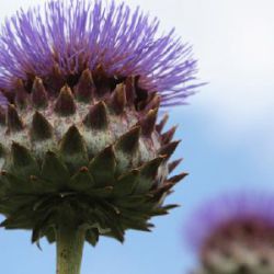 Cynara cardunculus 'Cardy'