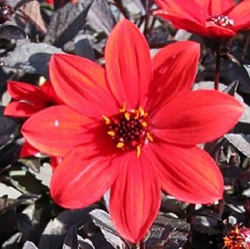 Dahlia Mystic™ Enchantment = 'Another Pet'