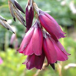 Dierama pulcherrimum 'Dark Cerise'