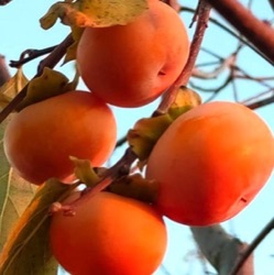 Diospyros virginiana x kaki 'Rosseyanka' ('Russian Beauty')