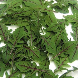 Diplotaxis tenuifolia 'Wasabi'