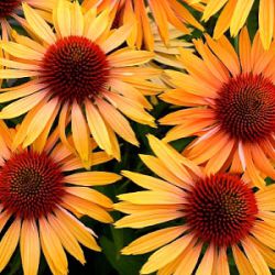 Echinacea 'Big Kahuna' ®