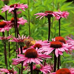 Echinacea purpurea 'Merlot'