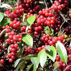 Elaeagnus umbellata 'Red Cascade'