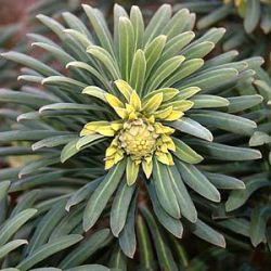 Euphorbia characias 'Portugese Velvet'