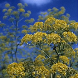 Ferula communis (Amalfi form) 