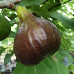 Ficus carica 'Bornholm's Diamant'