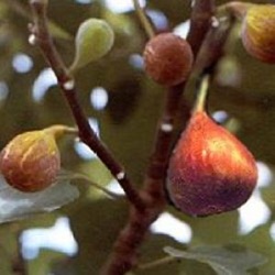 Ficus carica 'Brown Turkey' (extra groot)