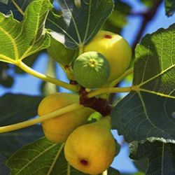 Ficus carica 'Desert King'