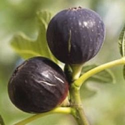 Ficus carica 'Rouge de Bordeaux' ('Pastilière')