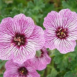 Geranium cinereum 'Lawrence Flatman'