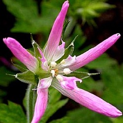 Geranium x oxonianum 'Sherwood'