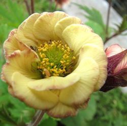 Geum 'Censation™ Two Tone Pearl'