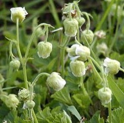 Geum rivale 'Album'