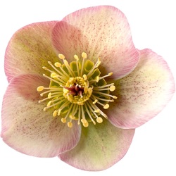 Helleborus hybridus 'Bayli's Blush' (Rodney Davey Marbled Group)  (nog groter)