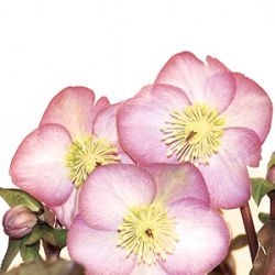 Helleborus hybridus 'Cheryl's Shine' (Rodney Davey Marbled Group)