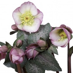 Helleborus hybridus 'Dorothy's Dawn' (Rodney Davey Marbled Group)