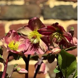 Helleborus hybridus 'HE378'