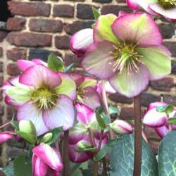 Helleborus hybridus 'Magico' (Rodney Davey Marbled Group)