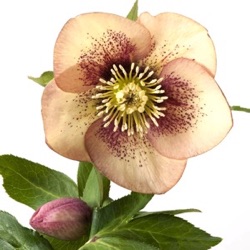 Helleborus orientalis 'Ashwood Fascination' XXL