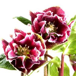 Helleborus orientalis 'Baroccoco'