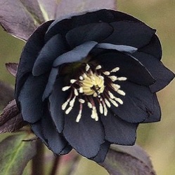 Helleborus orientalis 'Black Swan' (P13)
