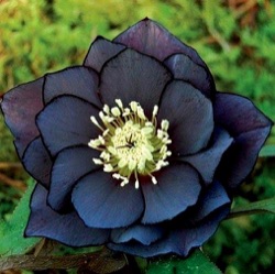 Helleborus orientalis 'Black Swan'