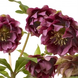 Helleborus orientalis 'Diana'